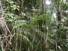 Chamaedorea schippii
