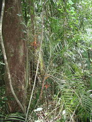 Chamaedorea schippii