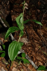 Epipactis placentina