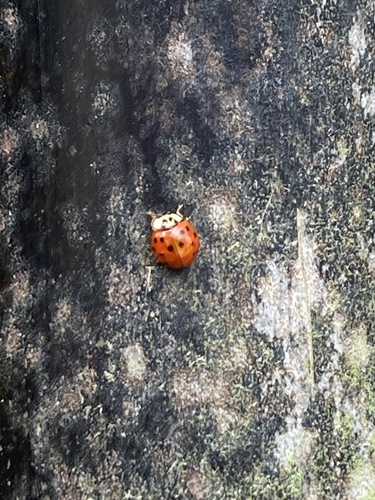 Asian Lady Beetle
