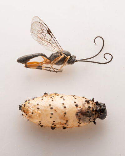 Hyposoter fugitivus
