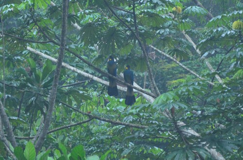 Great Blue Turaco