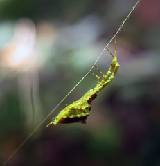 Uloborus glomosus