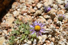 Erigeron algidus