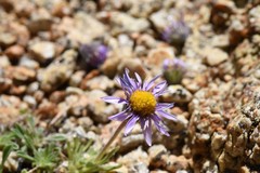 Erigeron algidus