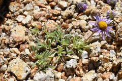 Erigeron algidus
