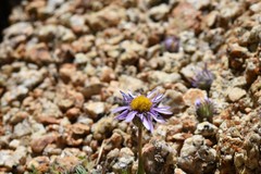 Erigeron algidus