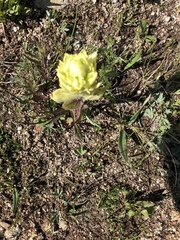 Castilleja occidentalis