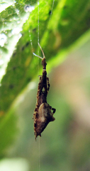 Uloborus glomosus
