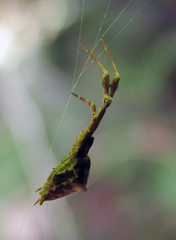 Uloborus glomosus