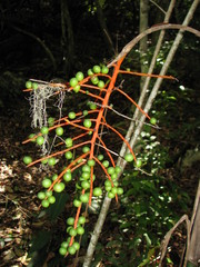 Chamaedorea schippii