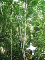 Chamaedorea schippii