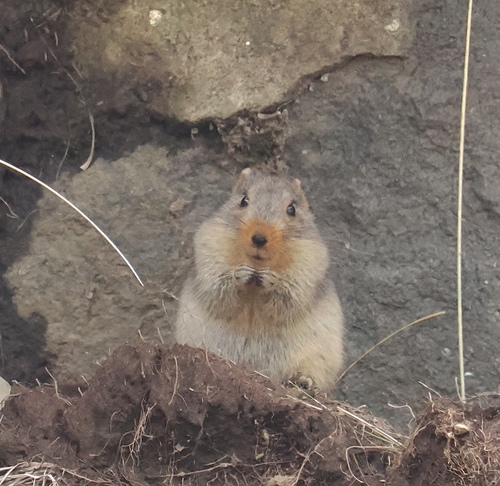 Sloggett's Vlei Rat (Otomys sloggetti)