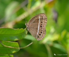 Mycalesis horsfieldi