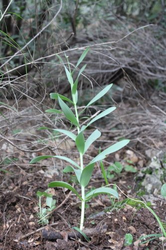 Fritillaria persica, photograph 4