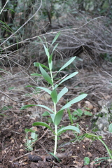 Fritillaria persica, photograph (c) yelena_antipova, some rights reserved (CC BY)