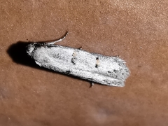 Symmocoides oxybiella