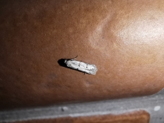 Symmocoides oxybiella