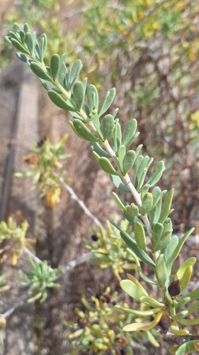 Image of Nitraria billardierei by no rights reserved