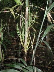 Chamaedorea seifrizii