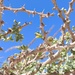 Acacia oerfota