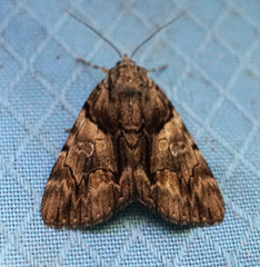 Catocala blandula