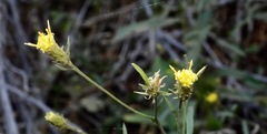 Erigeron inornatus