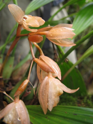 Coelogyne rigidiformis Ames & C.Schweinf. 3