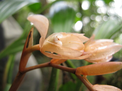Coelogyne rigidiformis Ames & C.Schweinf. 2