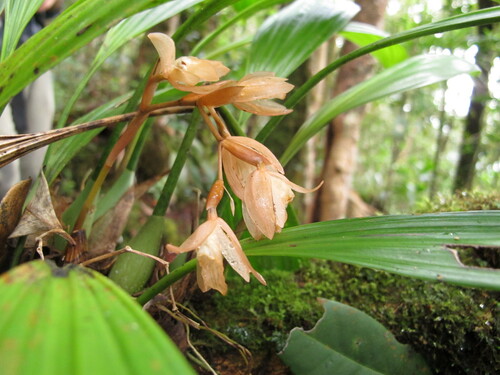Coelogyne rigidiformis Ames & C.Schweinf.
