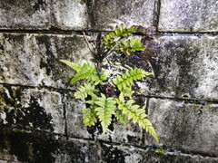 Polystichum luctuosum, photograph (c) jamie-aa, some rights reserved (CC BY)