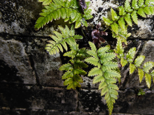 Polystichum luctuosum, photograph 5