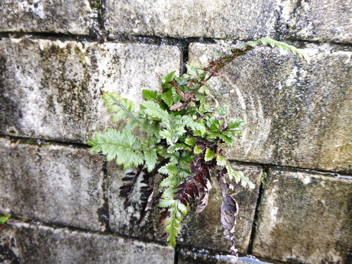 Polystichum luctuosum, photograph 3