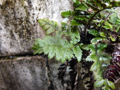Polystichum luctuosum, photograph (c) jamie-aa, some rights reserved (CC BY)