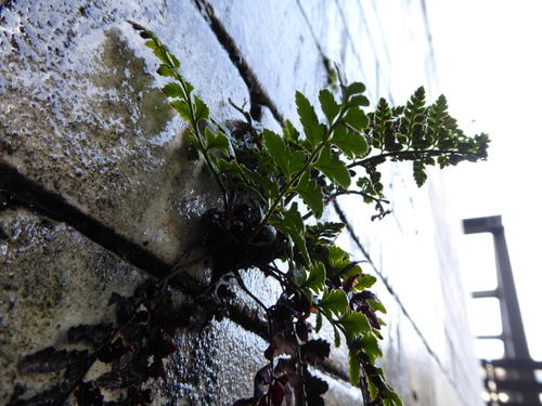 Image of Polystichum luctuosum by (c) jamie-aa, some rights reserved (CC BY)