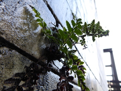 Polystichum luctuosum, photograph (c) jamie-aa, some rights reserved (CC BY)