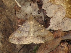 Renia flavipunctalis