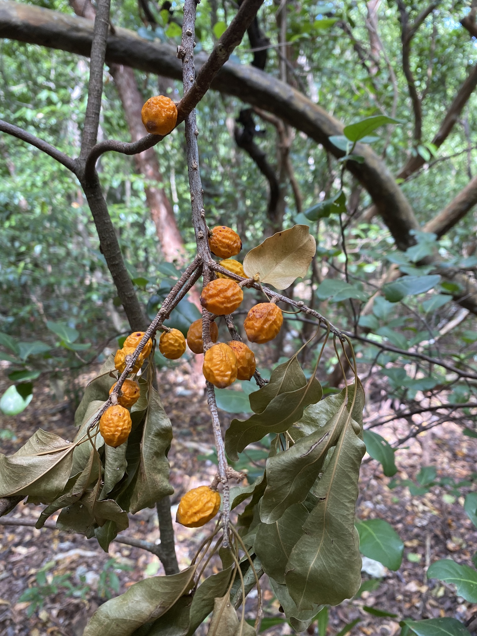 Imagem de Marmelinho-do-mato