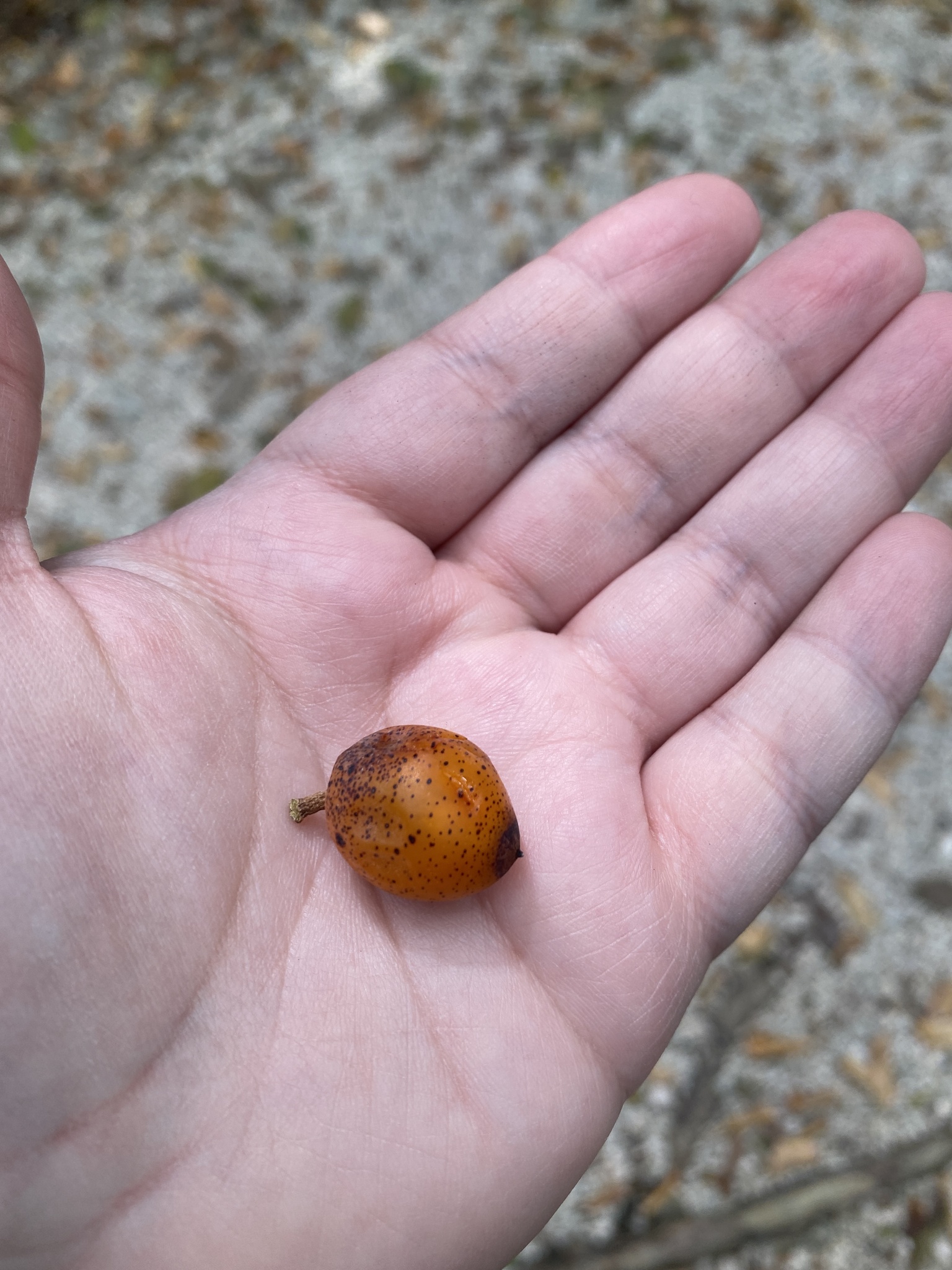 Imagem de Marmelinho-do-mato