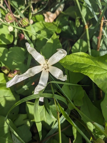 Shortstalk false bindweed (Calystegia silvatica)
