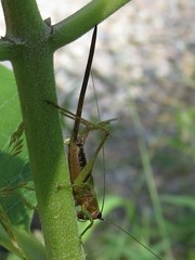 Conocephalus nigropleurum