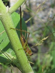 Conocephalus nigropleurum