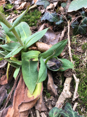 Pulmonaria australis, photograph (c) Marcello Manara, some rights reserved (CC BY)