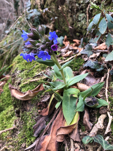 Pulmonaria australis, photograph 5