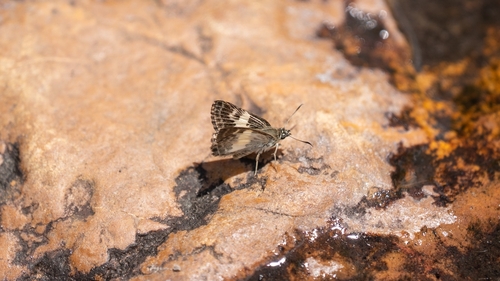 Sophista latifasciata