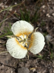 Calochortus subalpinus