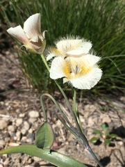 Calochortus subalpinus