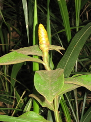 Costus lasius