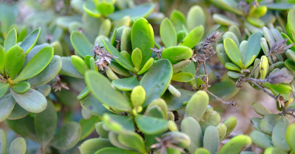 Pluchea glutinosa