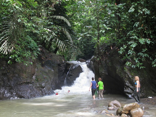 Arenga undulatifolia